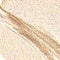 VP19 Contour Stick